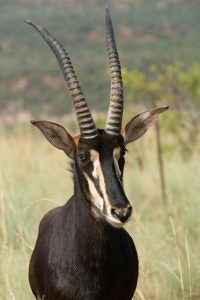 photo of Angola antelope that was once thought to be extinct 