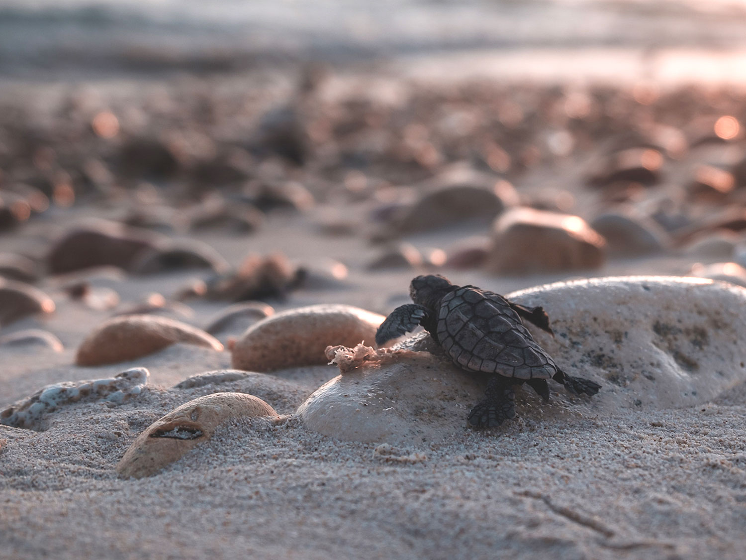Students watch a baby sea turtle crawl across sand toward the ocean at sunrise
