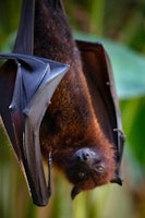 Samoan flying fox, pteropus samoensis, flying fox, american samoan