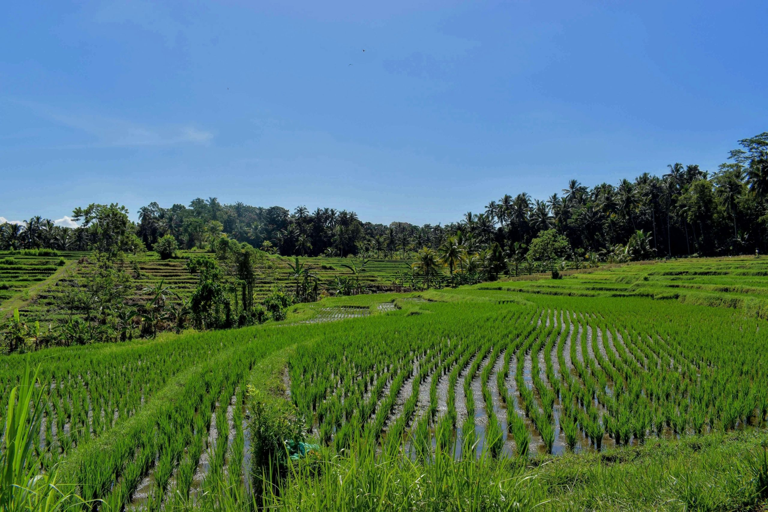 Terraced rice paddies stretch toward palm-covered hills under a clear sky