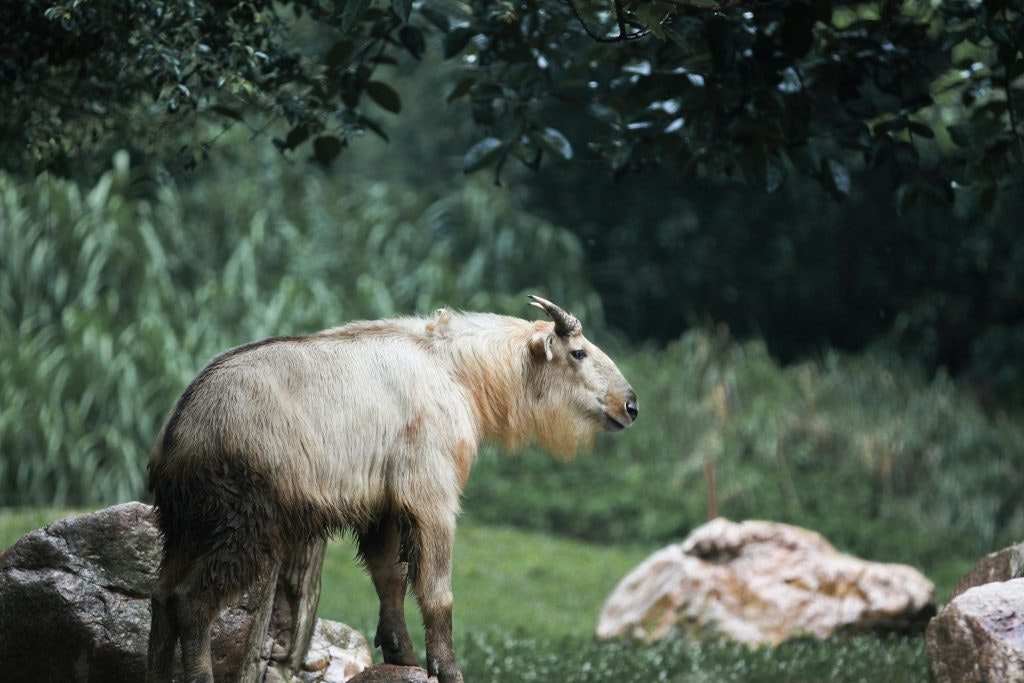 Photo of a Taki in the nature, standing on a rock 