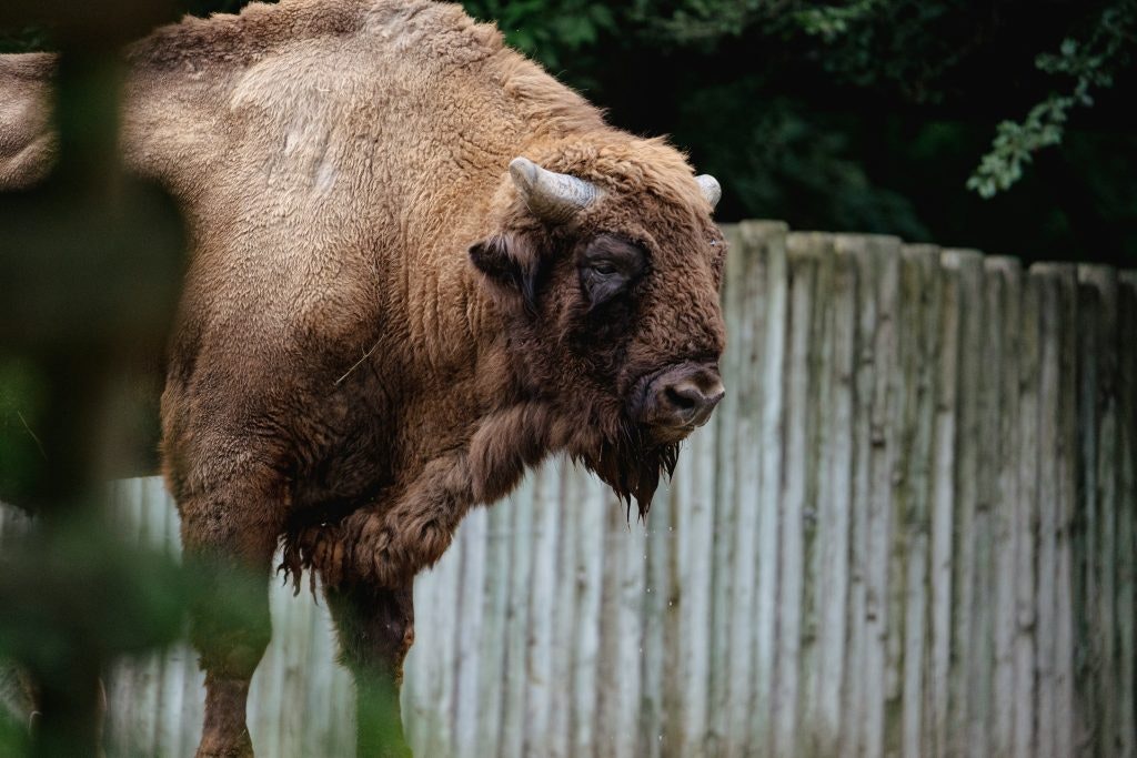 Photo by <a href="https://unsplash.com/@breadcrumbs?utm_content=creditCopyText&utm_medium=referral&utm_source=unsplash">Philipp Mika</a> on <a href="https://unsplash.com/photos/a-large-buffalo-standing-next-to-a-wooden-fence-yfQFe9piEu0?utm_content=creditCopyText&utm_medium=referral&utm_source=unsplash">Unsplash</a>  Fun Facts About Belarus Photo of a European Bison