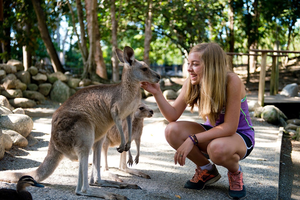 Student interacting with a kangaroo while volunteering on a wildlife community service abroad project in Australia.