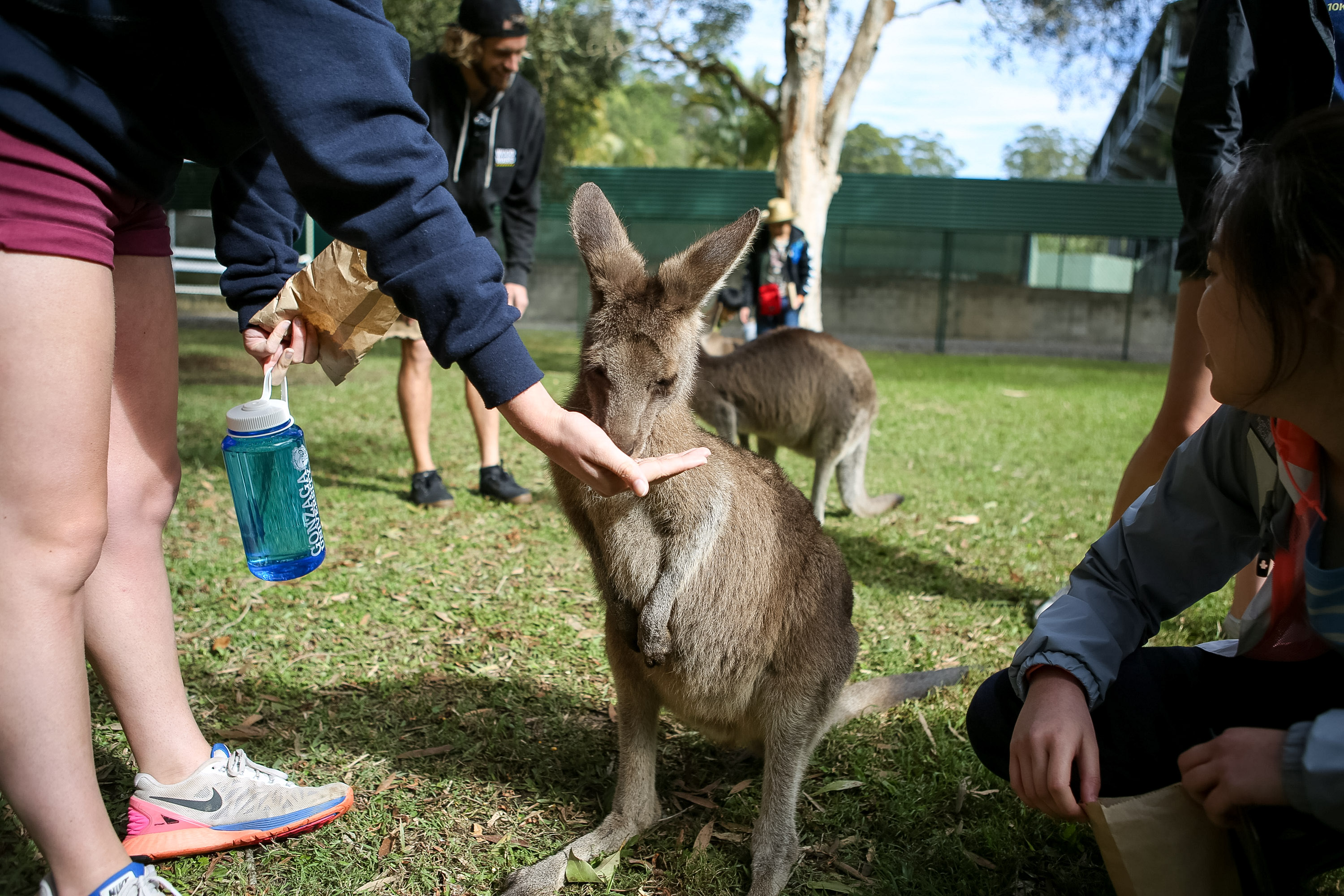 A student reaches out to touch a kangaroo on the grass