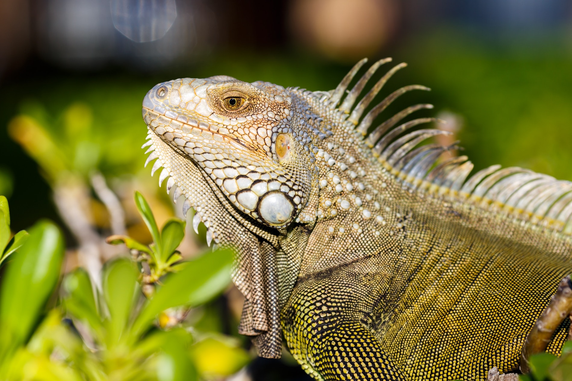 An iguana suns itself among green leaves