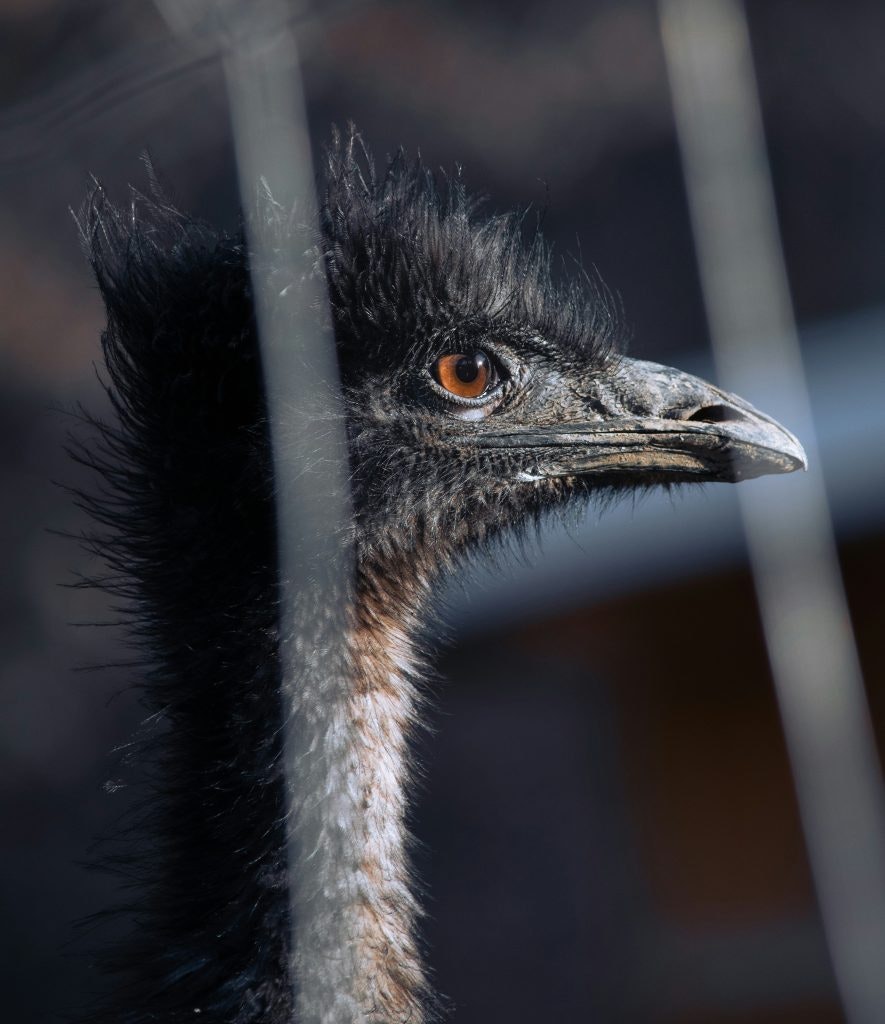 Black Emu bird in Australia. fun facts about australia