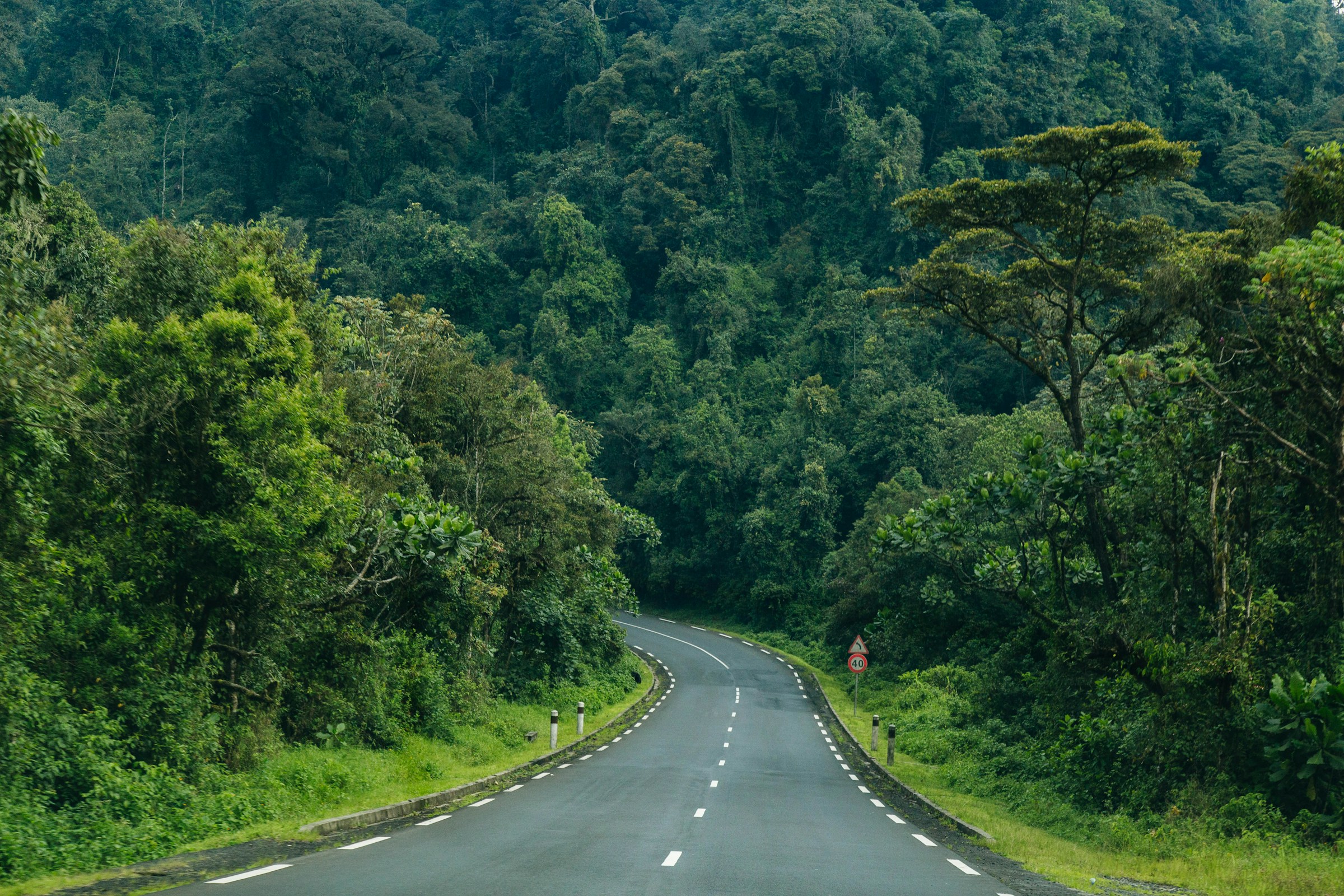 A paved road curving into dense montane rainforest, with closed canopy rising on both sides.