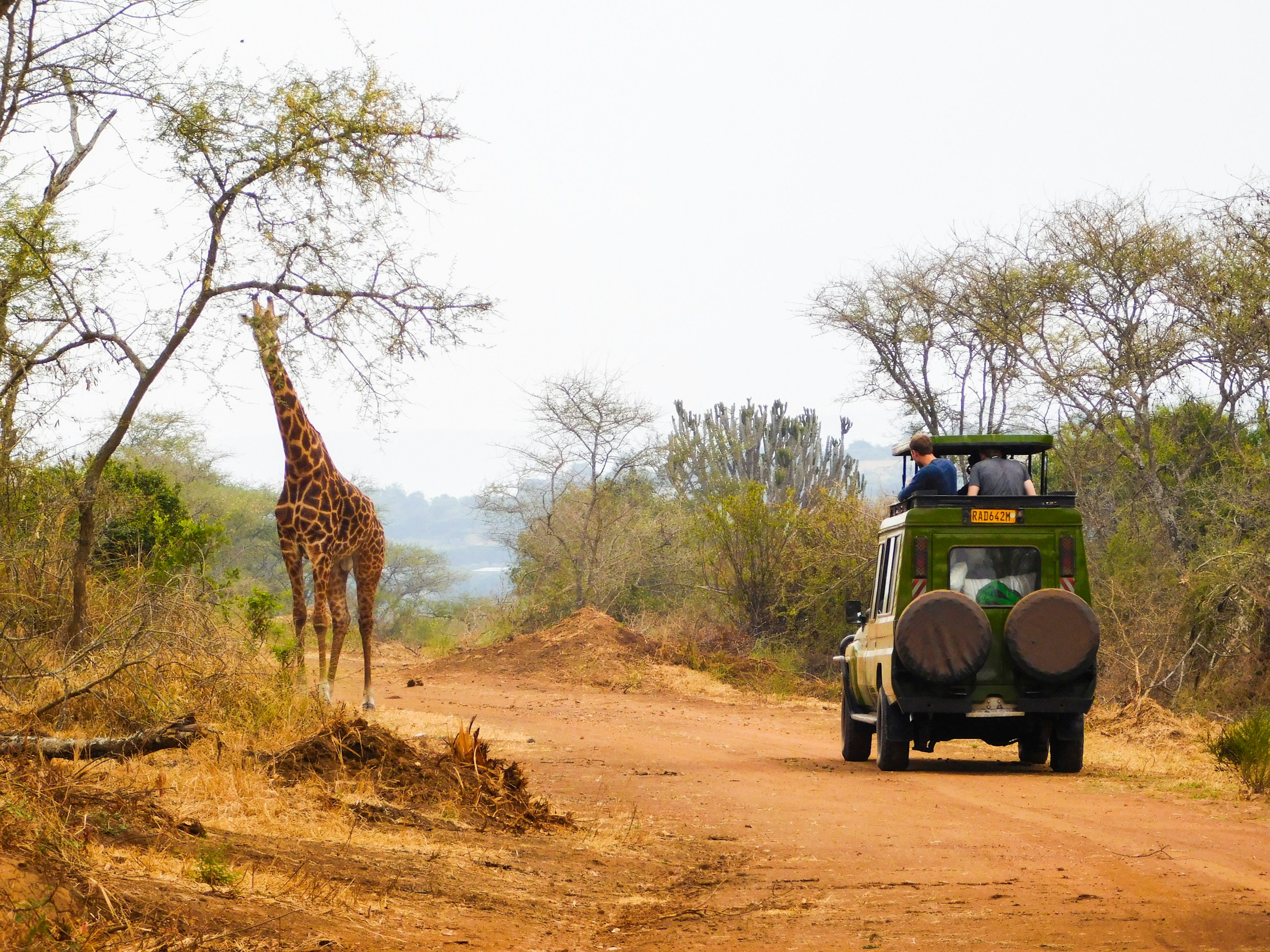 A giraffe standing beside a safari vehicle on a red dirt track through acacia savannah.