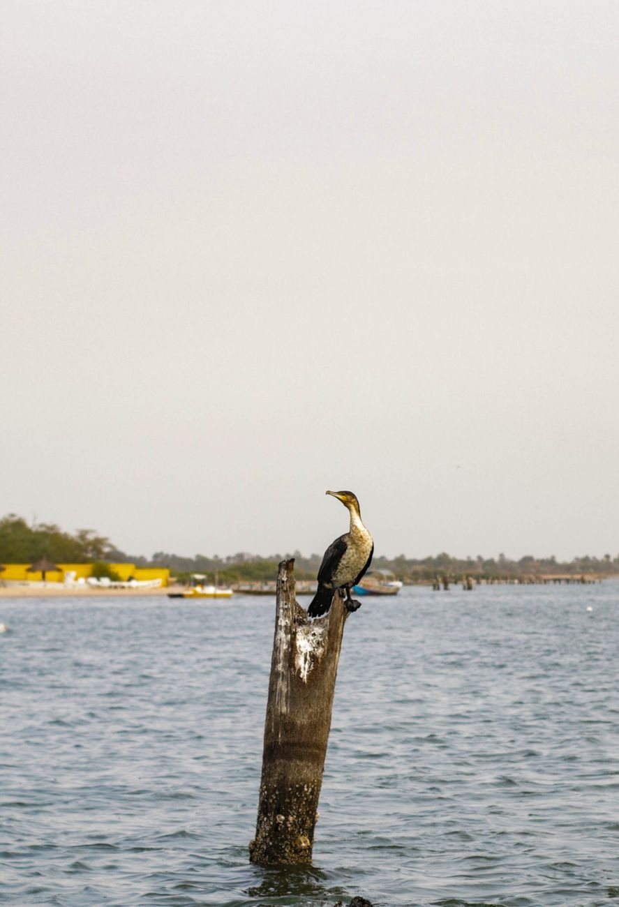 A bird perched on a wooden post above still water.