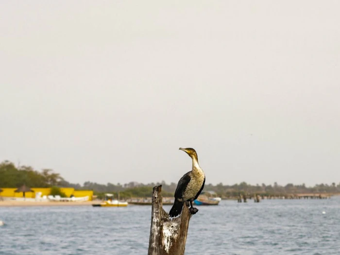 A bird perched on a wooden post above still water.