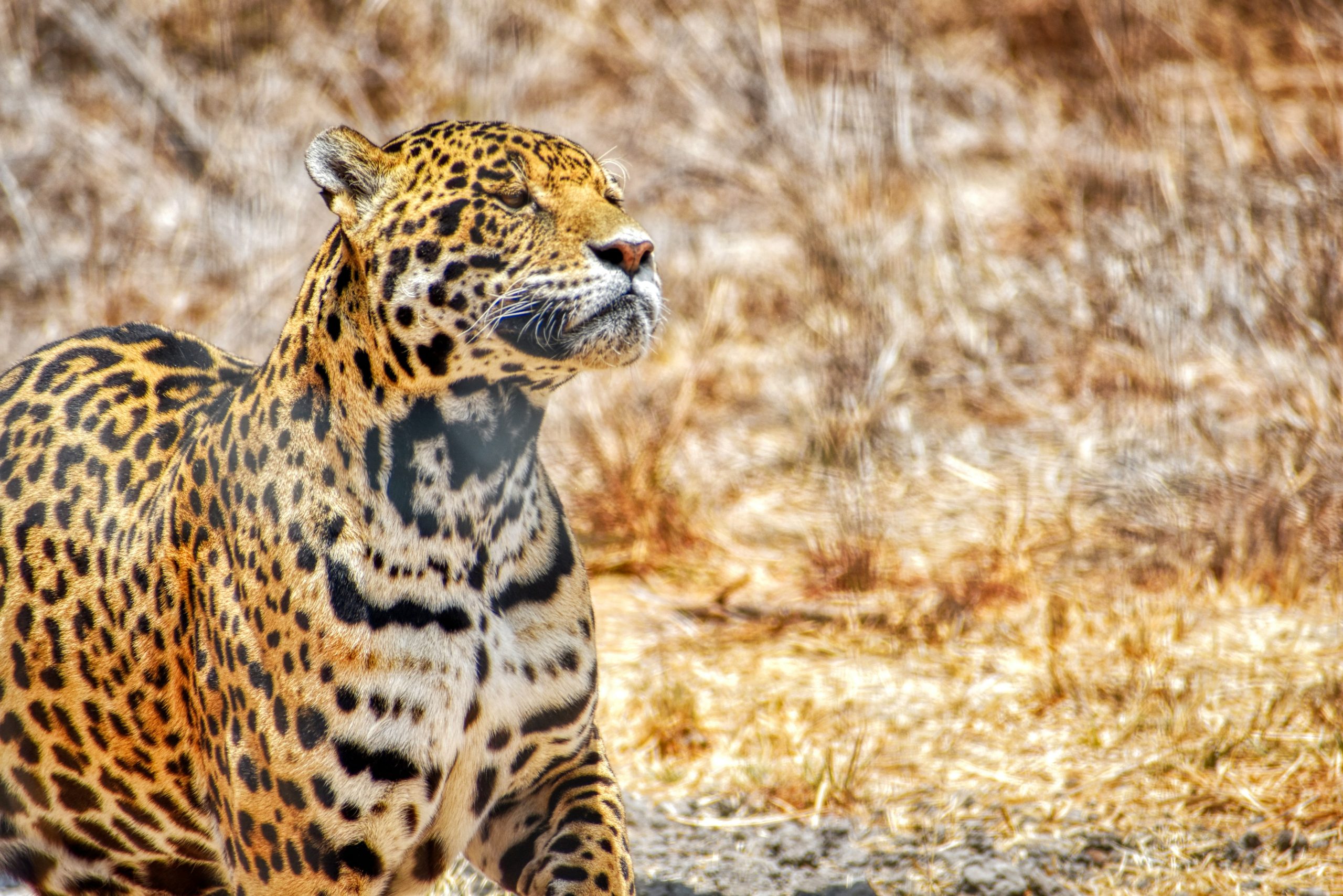 Students look on as a jaguar sits alert amid dry grasses and brush