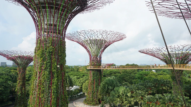 Steel Supertrees and a raised walkway stand above the trees at Gardens by the Bay in Singapore
