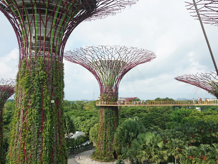 Three tall steel supertrees planted with climbing greenery rise above palm canopy at Gardens by the Bay, a yellow walkway linking two of them with visitors crossing it.