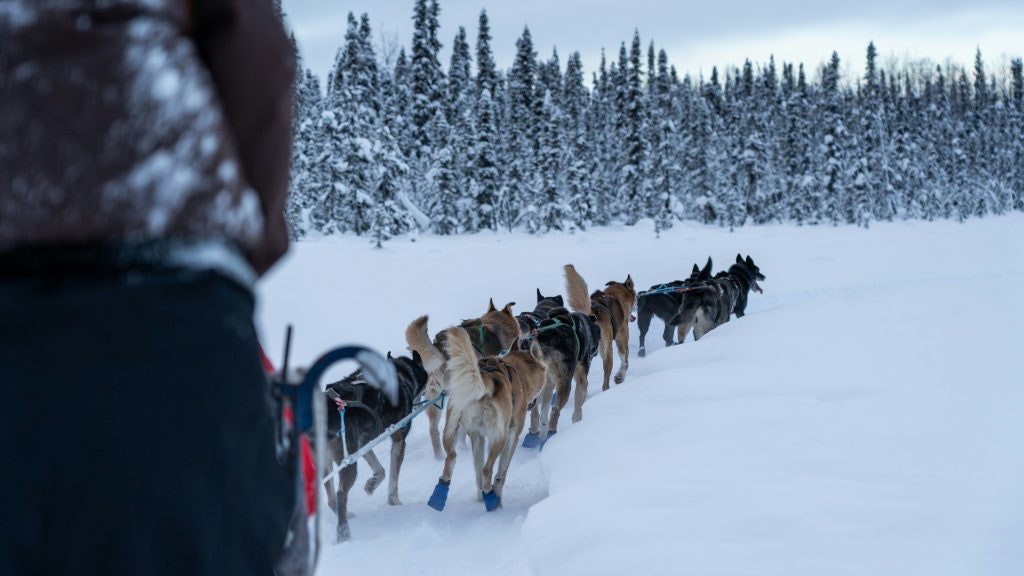 Sled dogs in Alaska