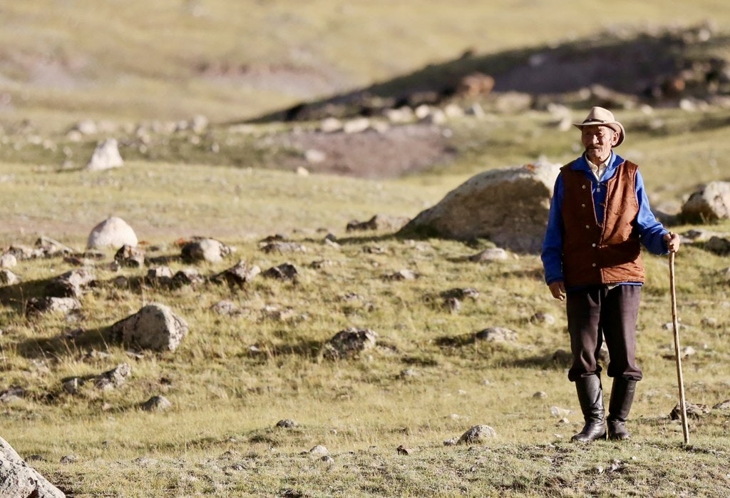 An elderly Mongolian herder walking with a wooden staff across a rocky grassland pasture