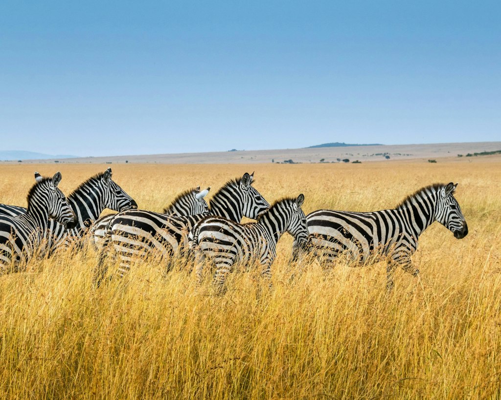 Zebras walk in the long grasses of Botswana.