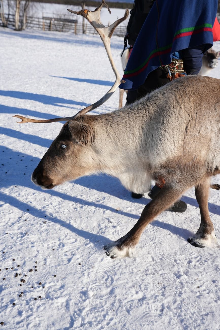 Reindeer stand in a snow-covered landscape in the far north.