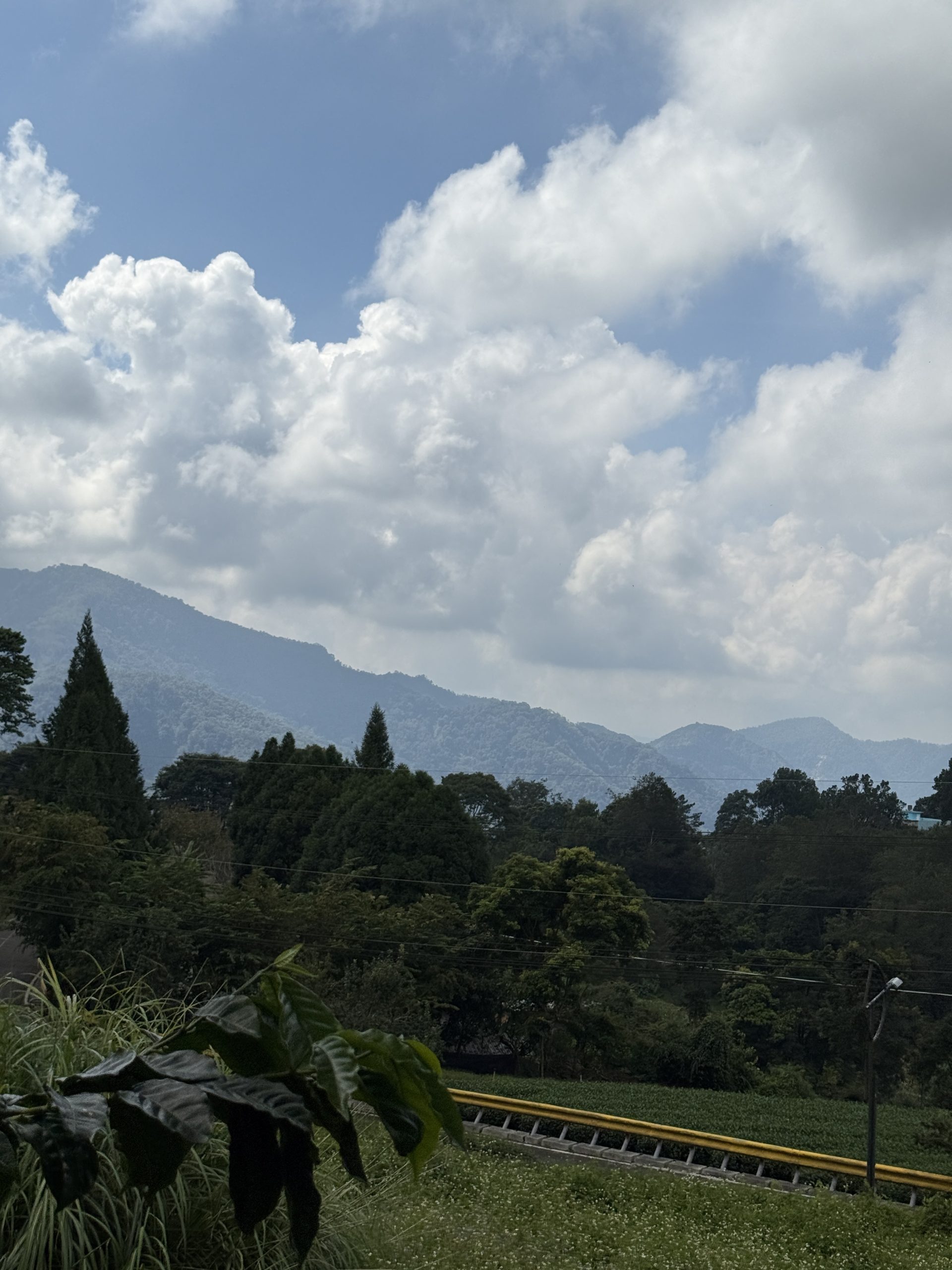 Forested mountain ridges receding into haze beneath a large cumulus cloud, with a coffee plant in the foreground and rows of a low green crop below.