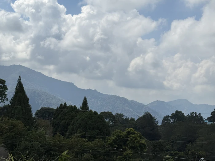 Forested mountain ridges receding into haze beneath a large cumulus cloud, with a coffee plant in the foreground and rows of a low green crop below.