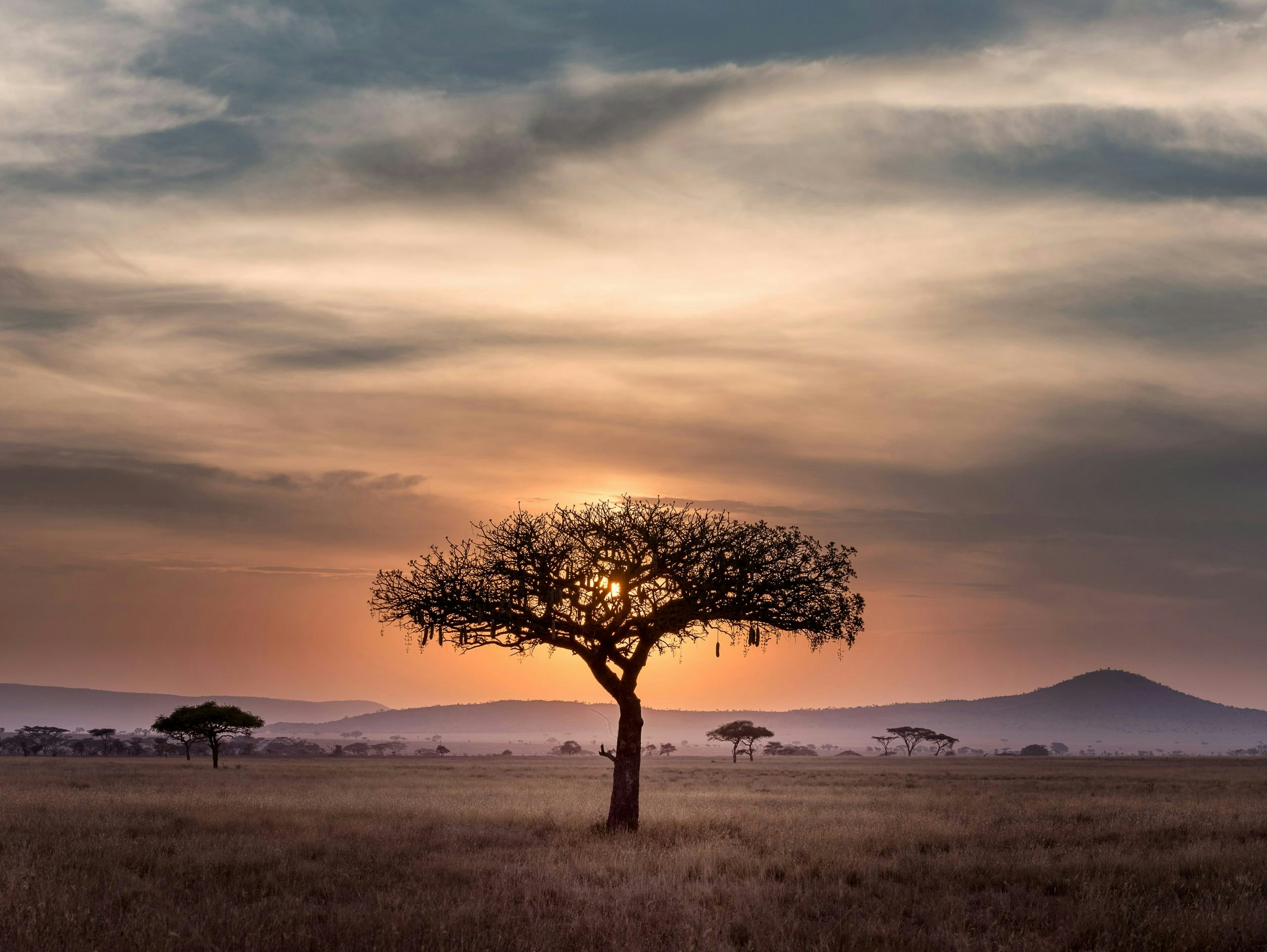 Picture of tree during sunset in Tanzania.