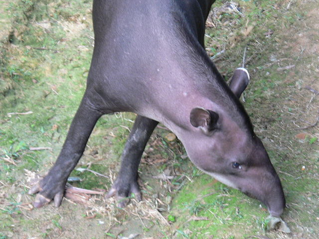 Tapir sniffing the ground in the rainforest, showcasing its distinctive snout and dark body.