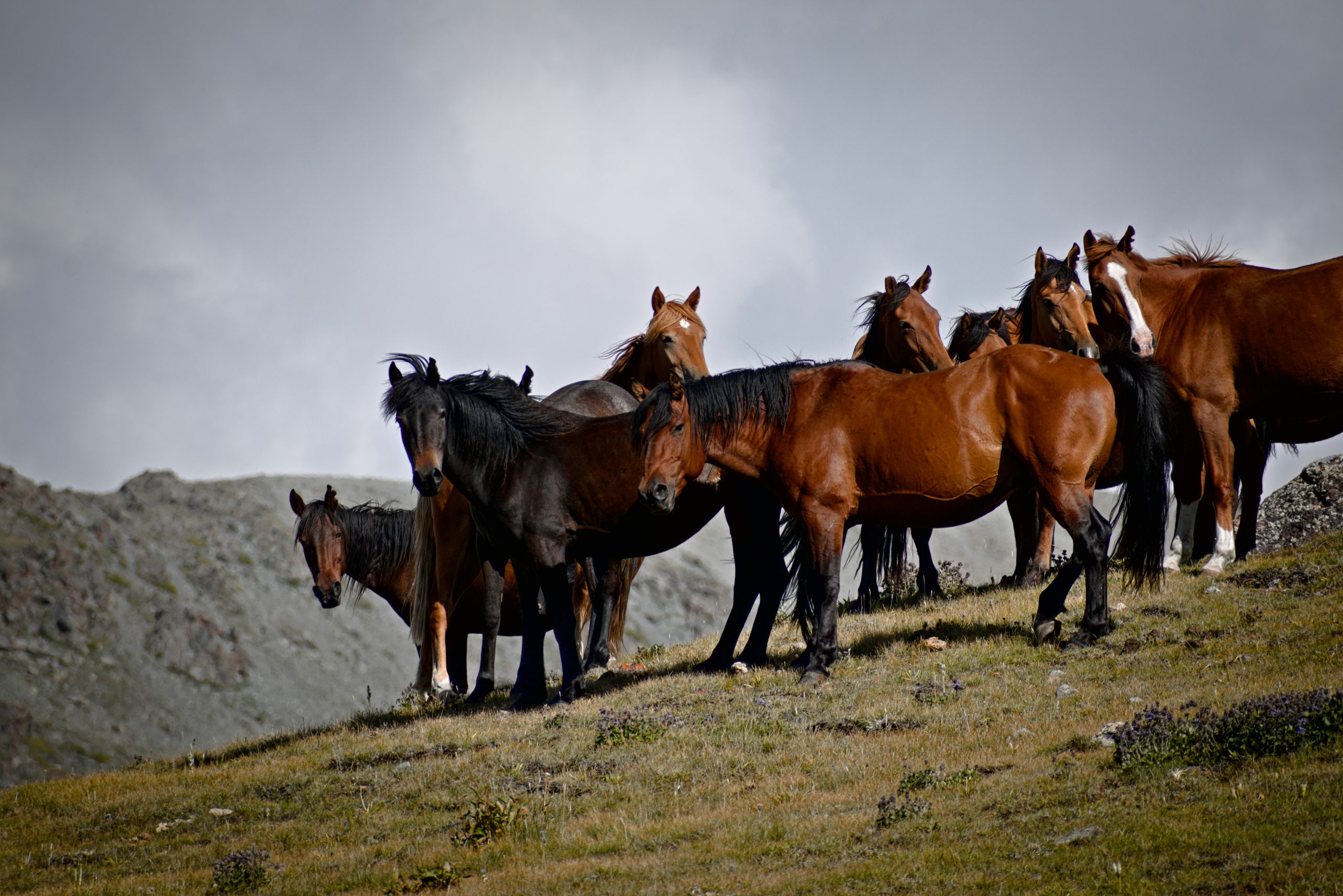 School Trip to Kazakhstan: Silk Road History and Culture
