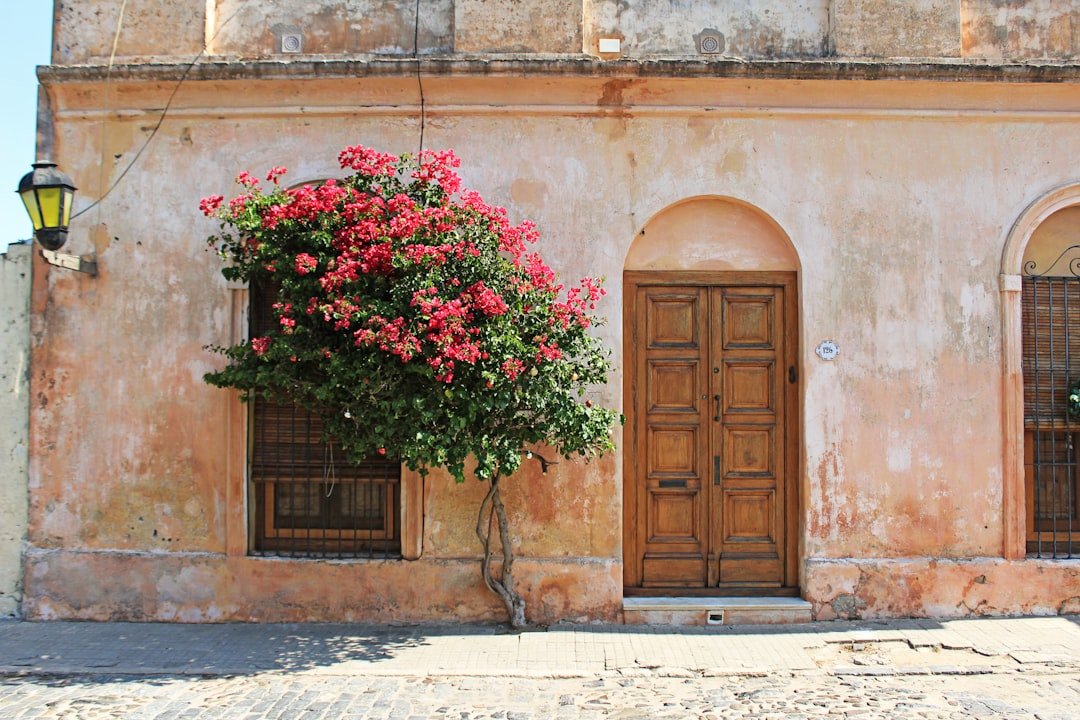 Bright pink bougainvillea blooming beside a weathered wooden door on a cobblestone street.