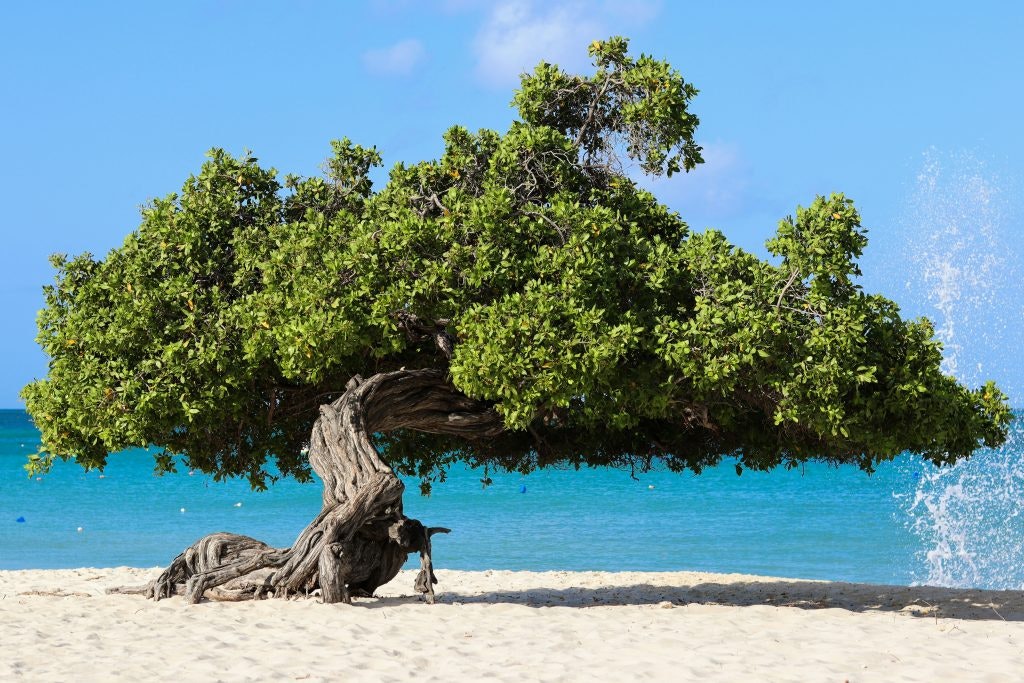 photo of fofoti tree in aruba