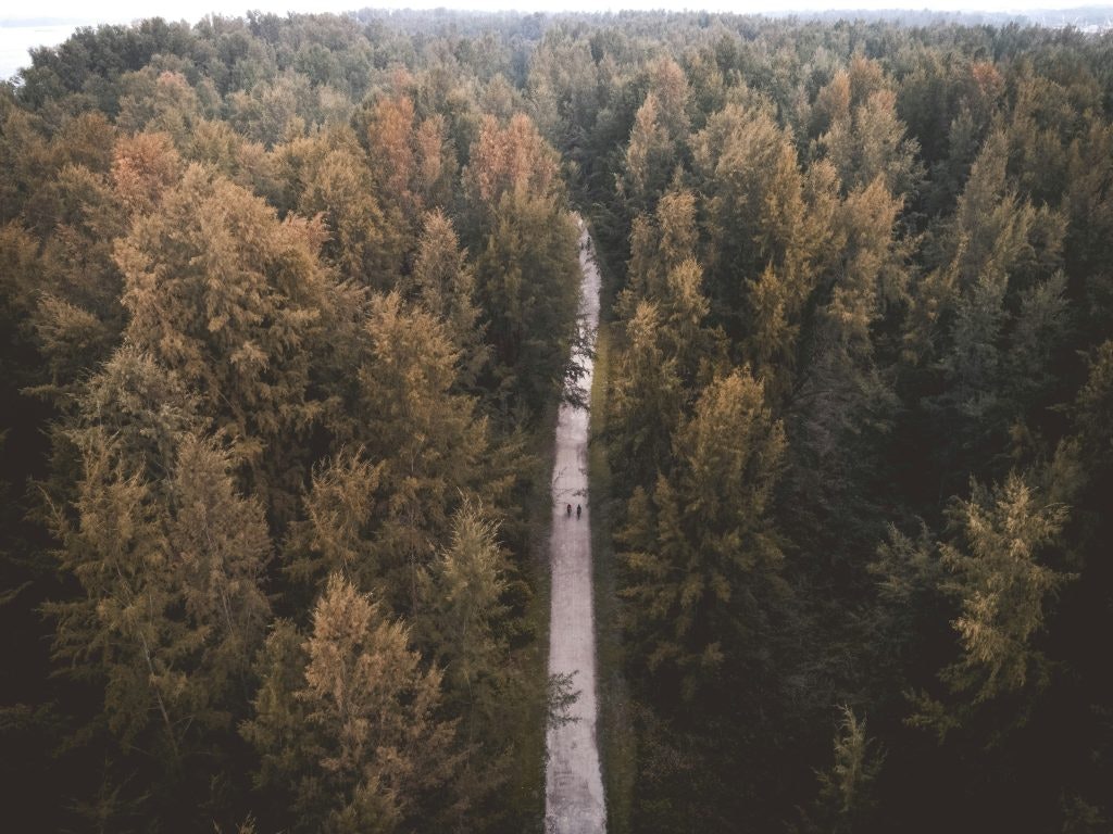 Aerial view of a narrow road cutting through a dense forest of tall, green trees on Serangoon Island, Singapore, with two people cycling down the road surrounded by nature.
