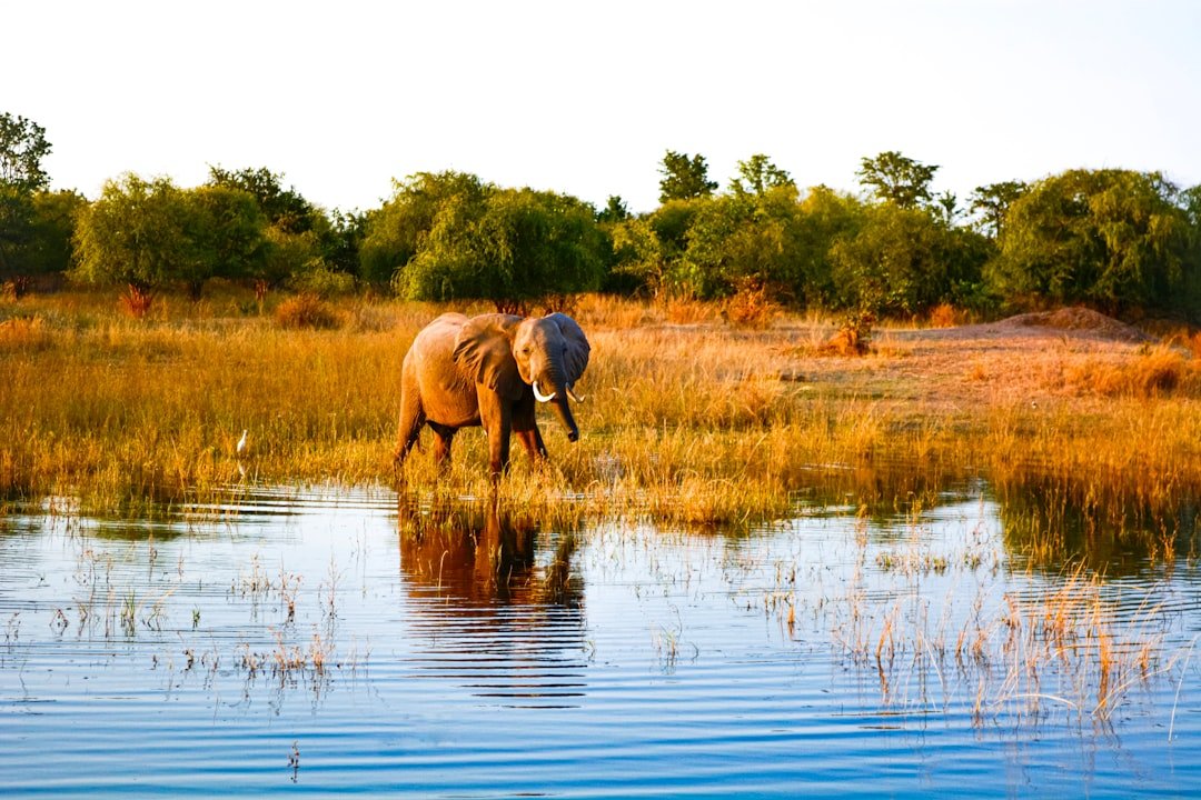An elephant and a white egret at a golden-grass waterhole in late-afternoon light.