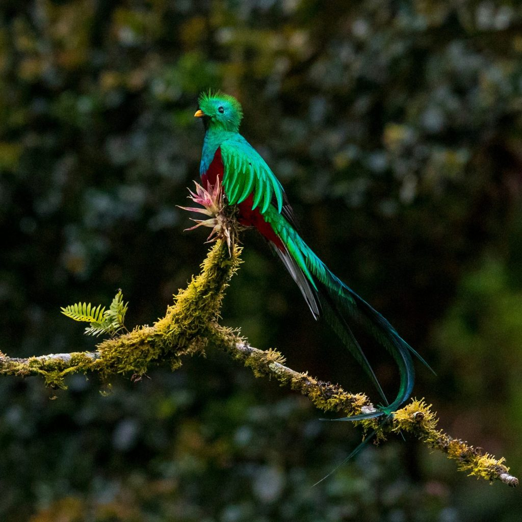 A quetzal, Guatemala's national bird, sits on a branch.