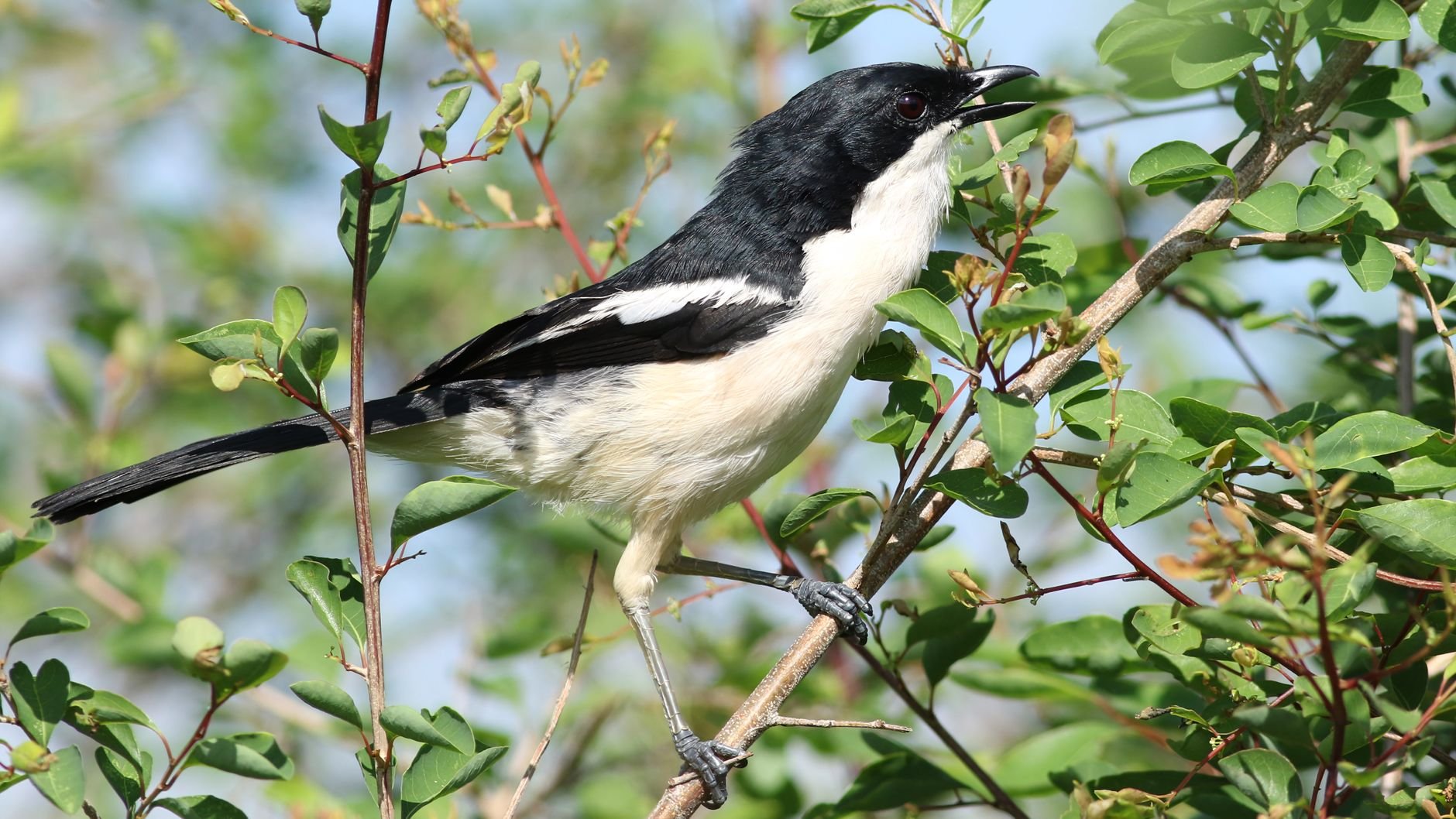 A black-and-white tropical boubou bird perched on a leafy branch.